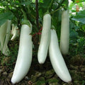 Premium White Eggplant – 300 Non-GMO Vegetable Seeds | Perfect for Home Gardens