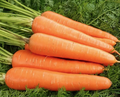 Red Carrot Seeds – 1000 Seeds | Sweet, Nutritious, High-Yield Variety