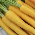 Yellow Carrot Seeds – 1000 Seeds | Sweet, Crisp, High-Yield, Non-GMO Variety