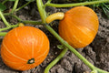 Red Honey Pumpkin Vegetable Seeds – 20 Seeds | Sweet, Fast-Growing, High-Yield Variety