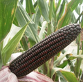 Black Waxy Corn Seeds – 30 Seeds | Rare, Sweet, High-Yield Variety