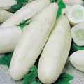 White Cucumber Seeds – 25 Seeds | Crisp, Mild, High-Yield Variety