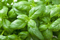 Basil Herb Seeds – 250 Seeds for Aromatic, Flavorful, and Easy-to-Grow Plants