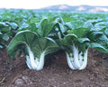 Premium White Pechay Hybrid Seeds – 5,000 Seeds | Fresh Harvest | High Yield Vegetable Variety