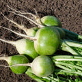Round Green Radish (Labanos) Vegetable Seeds – 300 Seeds | Fast-Growing, Crisp, High-Yield Variety