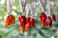 Premium Pack Red Indian Devil Pepper Seeds – 50 High-Quality Seeds for Intense Heat & Bold Flavor