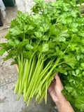 Mini Leaf Celery Herb Seeds – 5000 Seeds | Aromatic, High-Yield, Fast-Growing Variety