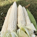 White Sweet Waxy Corn Seeds – 30 Seeds | Soft, Chewy, High-Yield Variety