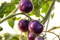 Purple Cherry Tomato Vegetable Seeds (80 Seeds) – Sweet, Juicy, and Colorful Gourmet Variety