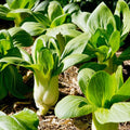 Value Pack Bok Choy 2500 Seeds –  Easy to Grow Fresh & Crisp Leafy Vegetable