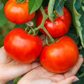 American Big Sweet Red Tomato Seeds – 200 Premium Seeds for Large, Juicy Harvests!