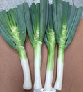 Bunching Onion Seeds – 300 pcs (Repacked) | Fast Growing, High Yield, Easy to Grow