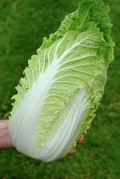 Baby Chinese Cabbage (Baguio Pechay) Seeds – 300 Seeds | Crisp, Fresh, Fast-Growing Variety