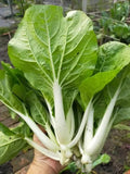 Pakchoi (Pechay) Vegetable Seeds – 2,000 High-Quality Seeds for Fast, Fresh