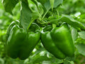 Green Sweet Bell Pepper Vegetable Seeds (500 Seeds) –  Non-GMO, Easy to Grow
