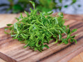 Watercress Herb Vegetable Seeds – 1000 Premium Seeds for Fresh, Nutrient-Rich Greens!