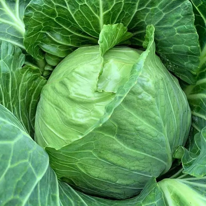 Repolyo Green Seeds 300 PCS | Cabbage Vegetable | Fast Growing | Home ...
