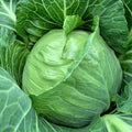 Repolyo Green Seeds 300 PCS | Cabbage Vegetable | Fast Growing | Home Garden Seeds