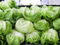 Premium Iceberg Lettuce Seeds 1500pcs – High Yield Leafy Vegetable