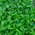 BIG Leaf White Stem Kangkong (Water Spinach) Vegetable Seeds – 150 Premium Non-GMO Seeds
