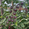 Purple Cherry Tomato 50 Seeds – Sweet & Juicy Cherry Tomato | High Yield | Container Friendly