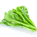 Premium Green Mustasa 2500 Seeds - Fast Growing | High Yield | Fresh & Nutritious Leafy Vegetable
