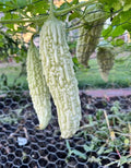 White Bitter Long Gourd (Ampalaya) Seeds – 10 Premium Seeds