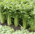 American Celery Herb Seeds – 3000 Seeds | Fresh, Aromatic, High-Yield Variety