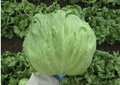 Iceberg Lettuce Seeds – 300 Seeds | Crisp, Fresh, High-Yield Variety