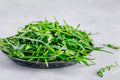 Italian Arugula Rocket Lettuce Seeds (1000 Seeds) – Spicy, Fast-Growing Salad Green