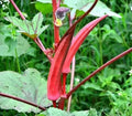 Red Okra Vegetable Seeds – 50 Premium Seeds | High Yield, Tender & Crisp, Non-GMO