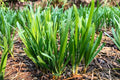Chinese Chives (Kuchay) Seeds – 300 pcs (Repacked) | Fast Growing, High Yield, Easy to Grow