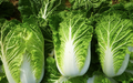 Chinese Cabbage (Baguio) Seeds – 2000 Seeds | Fast-Growing, Crisp, High-Yield Variety