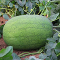August Ambrosia Watermelon Seeds – 15 pcs (Repacked) | Fast Growing, High Yield, Easy to Grow
