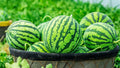 Round Sweet Watermelon Seeds – 30 High-Quality Seeds for Home Gardens