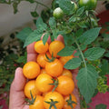 Premium Yellow Cherry Tomato Seeds – 50 Seeds | Sweet & Juicy | Home Garden & Pots