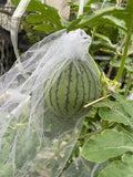 Round Watermelon Seeds – 20 Seeds (Super Sweet & Fast Growing)