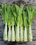 Green Asparagus Lettuce Seeds – 500 pcs (Repacked) | Fast Growing, High Yield, Easy to Grow