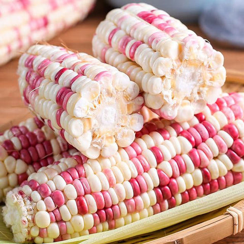Vegetable Seeds – Rainbow Waxy Corn, 30 Seeds | Multicolored, Tender, Chewy