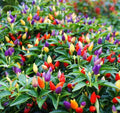 Bolivian Rainbow Chili Pepper 100 Seeds | Colorful, Spicy, High-Yield Variety