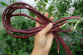 Red Long Beans (Sitao) Seeds – 20 pcs | Fast Growing, High Yield, Easy to Grow