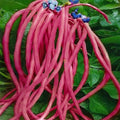 Dwarf Long Red Beans Seeds – 30 Seeds | High-Yield, Tender & Crisp