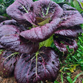 Purple Pechay Seeds (800 Seeds) – Colorful, Nutritious, and Easy-to-Grow Asian Greens