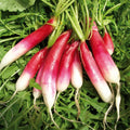 Red Long Radish Vegetable Seeds – 200 Seeds | Fast-Growing, Crisp, and Colorful Variety