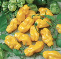 Super Spicy F1 Yellow Habanero Seeds – 20 Repacked Non-GMO | Extreme Heat, High-Yield