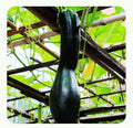 Black Long Pumpkin Seeds – 10 pcs (Repacked) | Fast Growing, High Yield, Easy to Grow