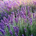 Lavender Mosquito Repellent Plant Seeds – 300 Premium Seeds | Fragrant, Easy-to-Grow, Non-GMO