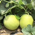 Japanese Sweet Treasure Melon 20 Seeds