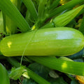 Long Zucchini Vegetable Seeds (20 Seeds) – High-Yield, Tender Green Squash for Home Gardens