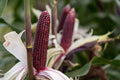 Purple Waxy Corn (Mais) Seeds – 30 Seeds | High-Yield, Nutritious Filipino Variety